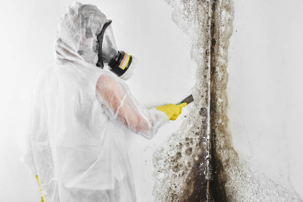 Best Mold Cleaning Services  in Caryville, TN