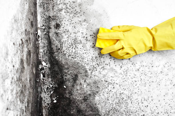 Best Local Mold Removal Service  in Caryville, TN