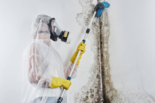 Best Office Mold Removal Services  in Caryville, TN