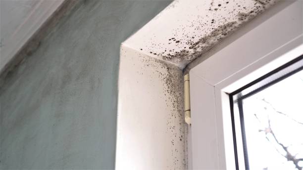 Best Black Mold Removal  in Caryville, TN