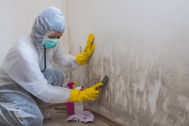 Best Residential Mold Removal  in Caryville, TN