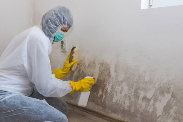 Best Mold Remediation Experts  in Caryville, TN