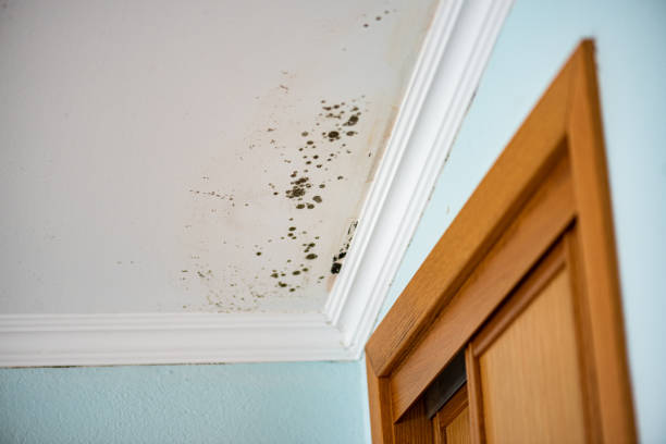 Best Professional Mold Removal  in Caryville, TN