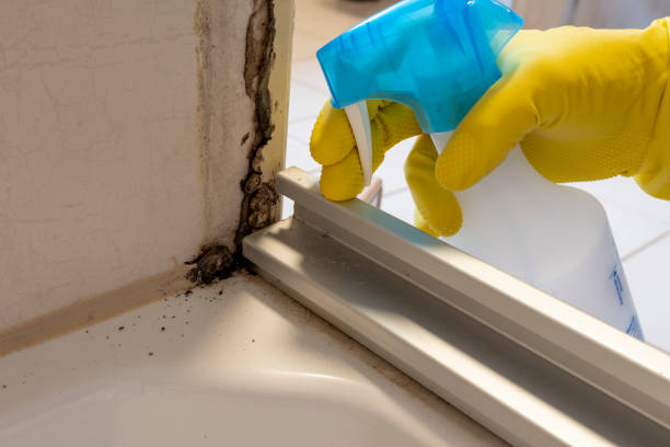 Best Mold Remediation  in Caryville, TN