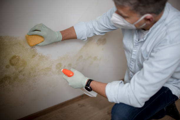 Best Black Mold Removal  in Caryville, TN