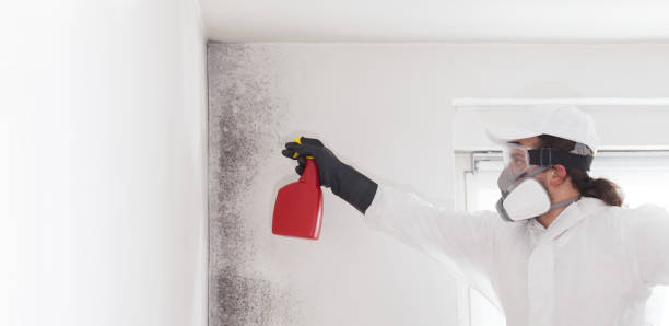 Best Best Mold Removal Companies  in Caryville, TN