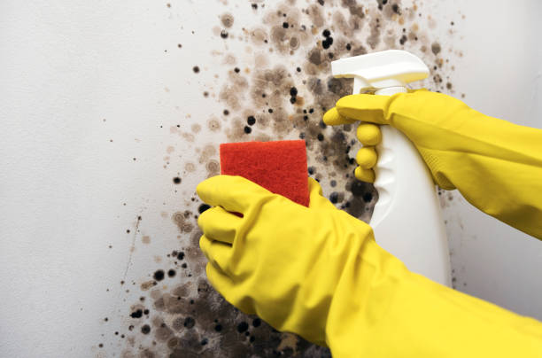 Best Mold Remediation Experts  in Caryville, TN