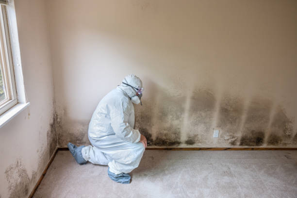 Best Affordable Mold Removal  in Caryville, TN