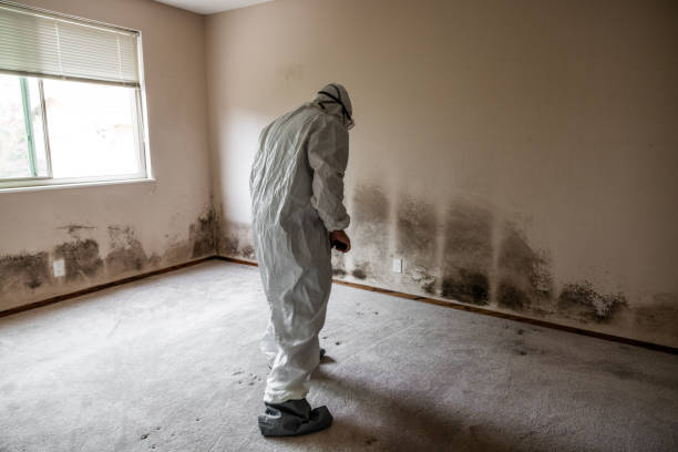 Best Residential Mold Removal  in Caryville, TN