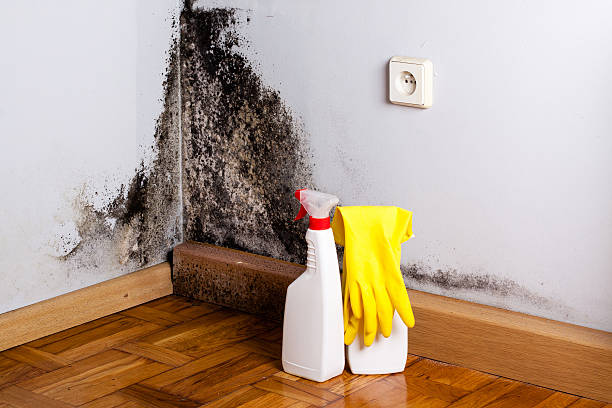 Best Black Mold Removal  in Caryville, TN