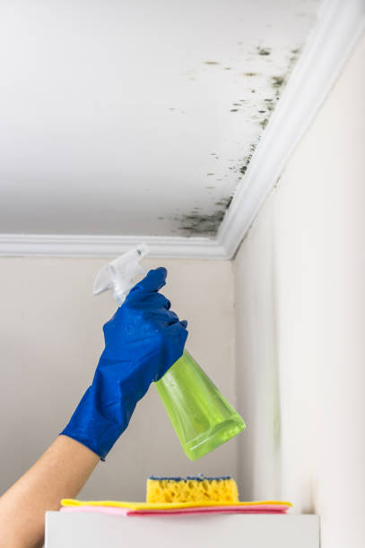 Best Mold Cleaning Services  in Caryville, TN