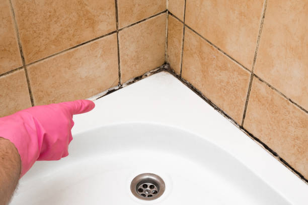 Best Mold Cleaning Services  in Caryville, TN